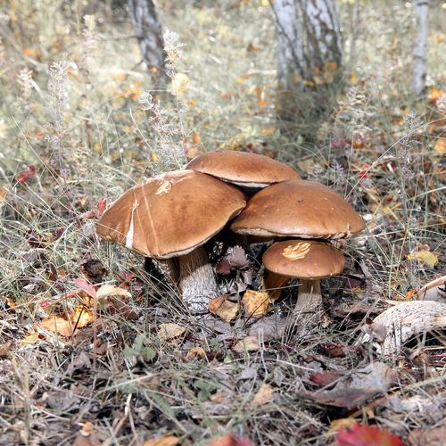 Photo #13942272