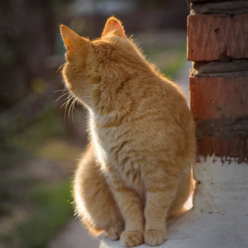Photo #13942287