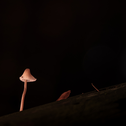 Photo #13942347