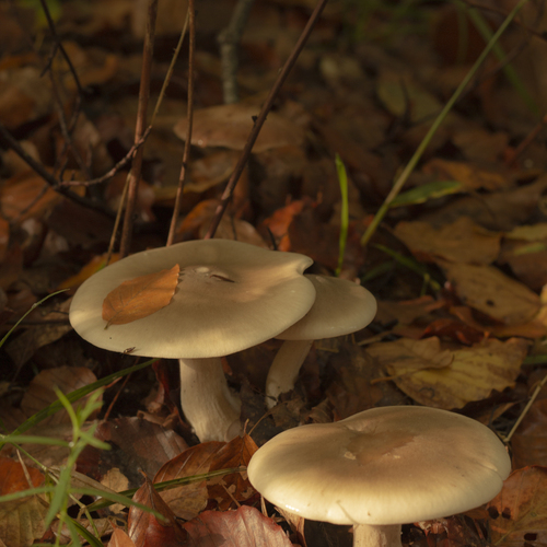 Photo #13942388