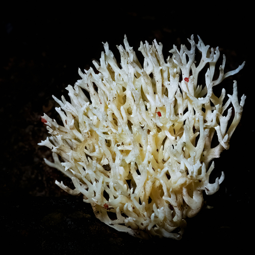 White Coral Mushroom