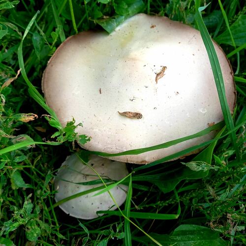 Photo #13942738