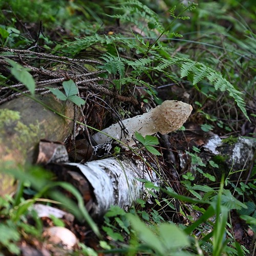 Photo #13943247