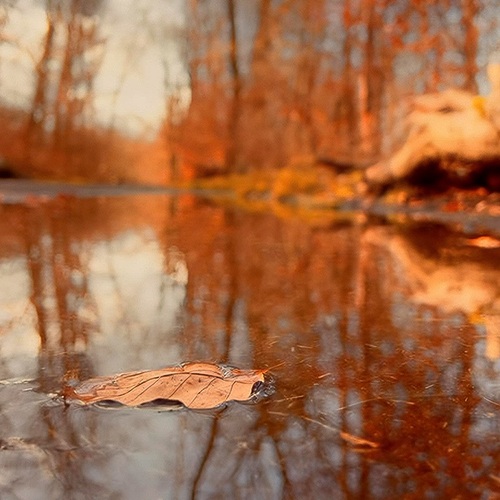 Autumn Reflection
