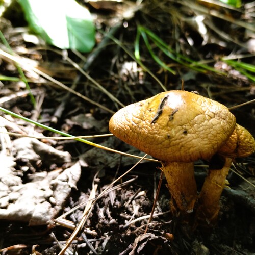 Photo #13943288