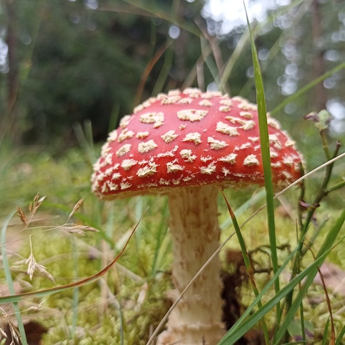 Photo #13944292