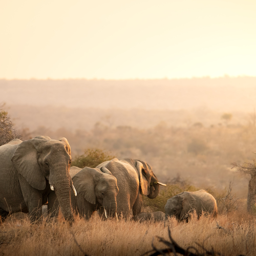 Warmth of the Savanna