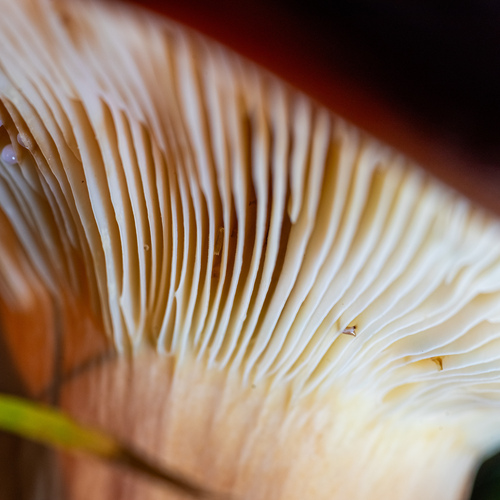 Photo #13944685