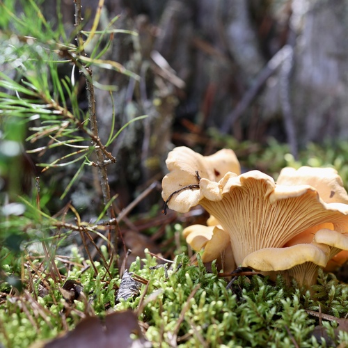 Photo #13945066