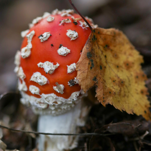 Photo #13945071