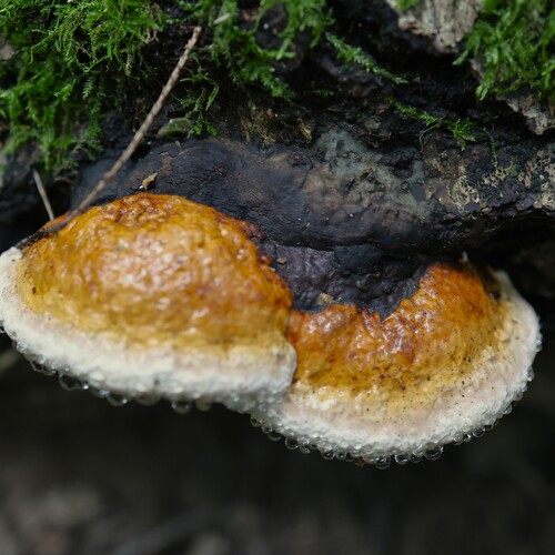 Photo #13945161
