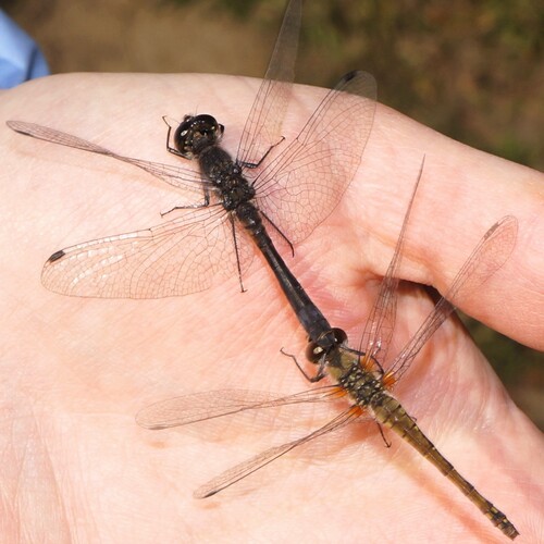 Две стрекозы-дозорщики (Sympetrum danae) в тандемной позиции