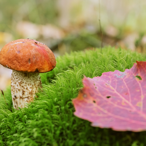 Photo #13945367