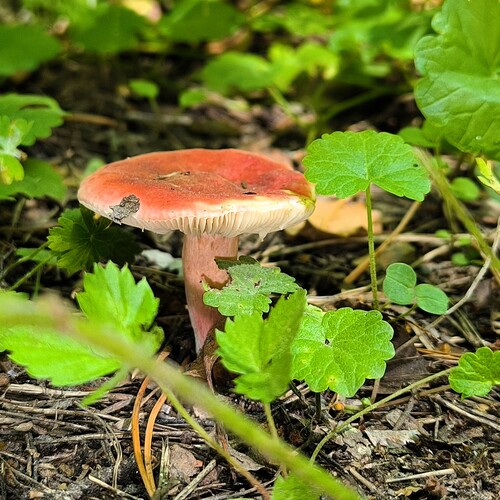 Гриб сыроежка розовая (Russula bella)