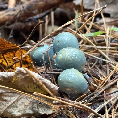 Stropharia aeruginosa