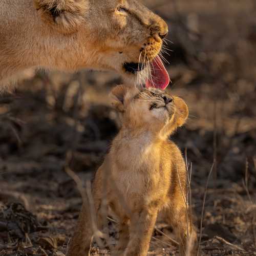 Photo #13945732