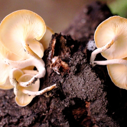 ID: Cluster of Mushrooms