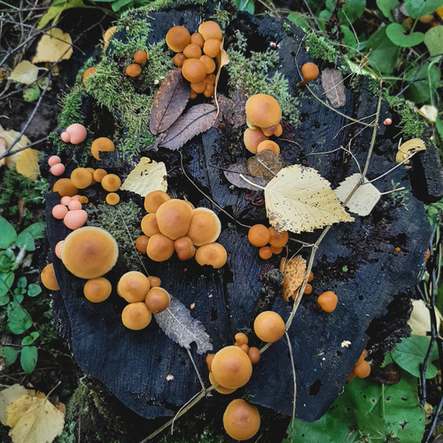 Photo #13945861
