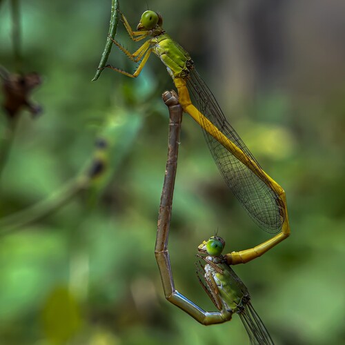 A Delicate Connection