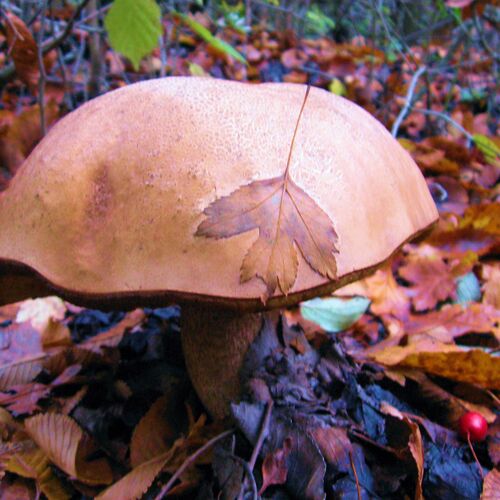 Photo #13946186