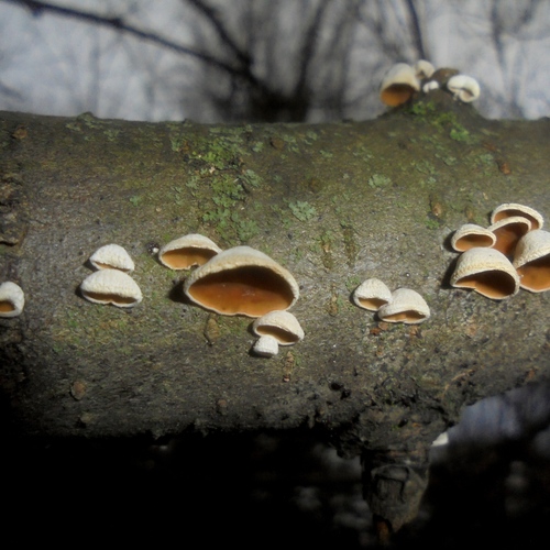 Photo #13946354