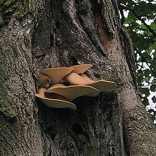 Photo #13946547