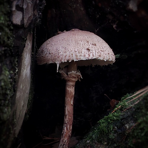 Photo #13946607