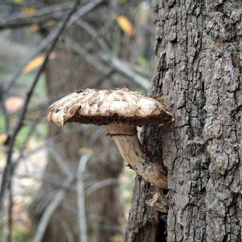 Photo #13946638