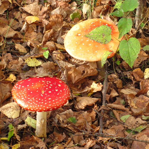 Photo #13946734