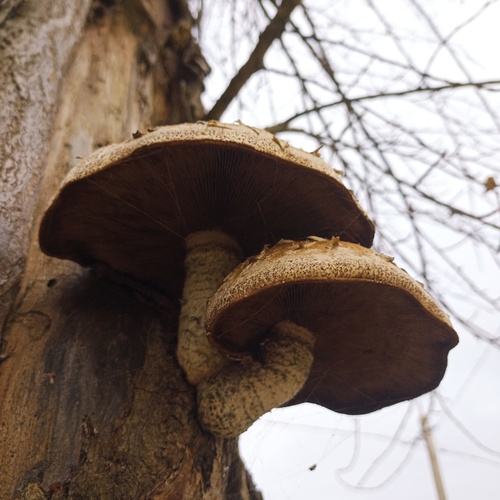 Photo #13946738