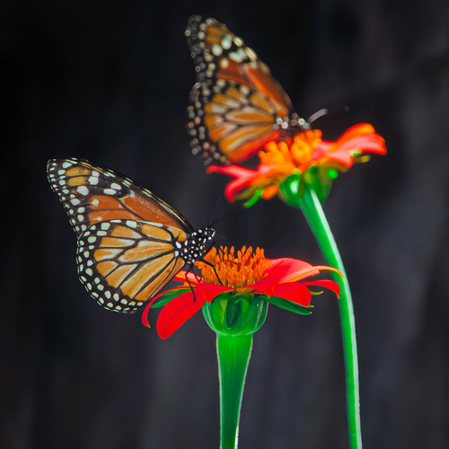 Monarch butterflies