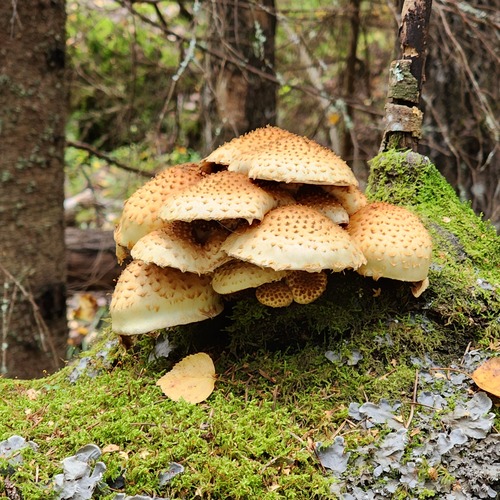 Photo #13947180