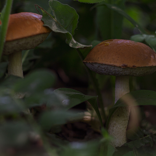 Photo #13947308