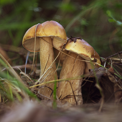 Photo #13947309