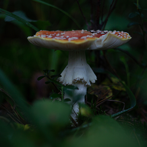 Photo #13947310