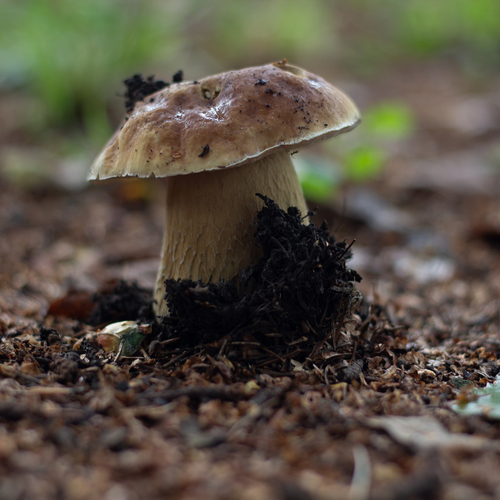 Photo #13947312