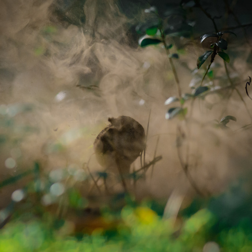 Photo #13947537