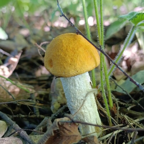 Photo #13947849