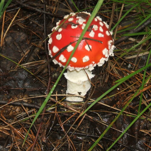 Photo #13948785