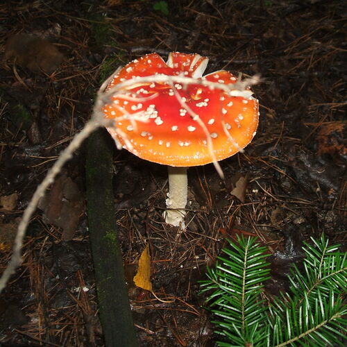 Photo #13948787