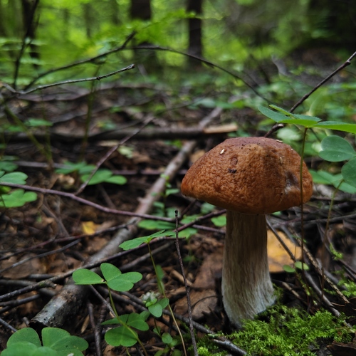 Photo #13948858