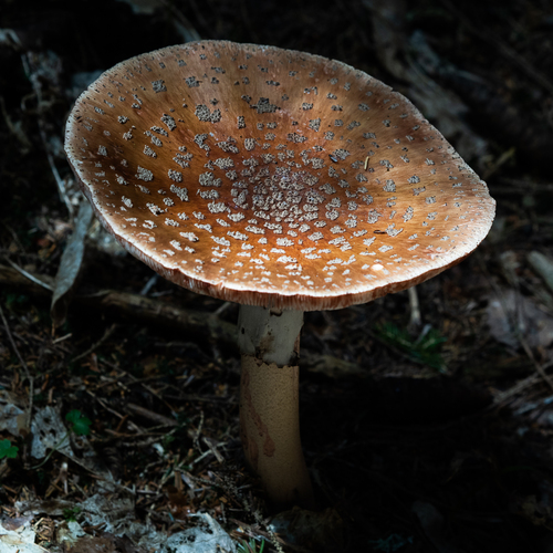 Photo #13949255