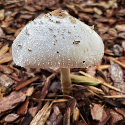 Photo #13949287