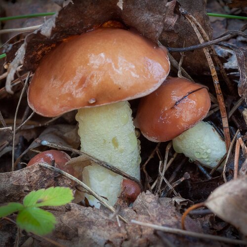 Photo #13949909