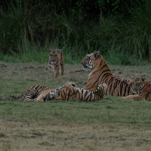 Raising the next kings and queens of the jungle.
