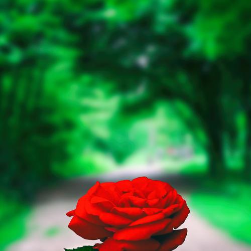 Pretty Rose