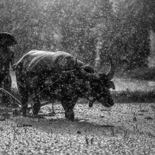 Farmer in The Rain