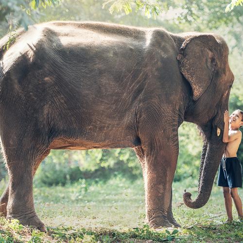 Friendship between children with elephant