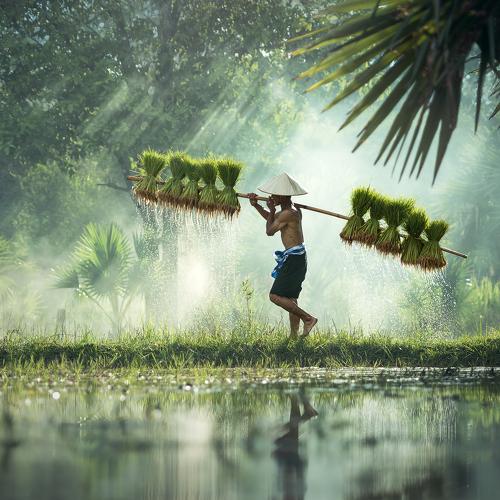 Rice Farming