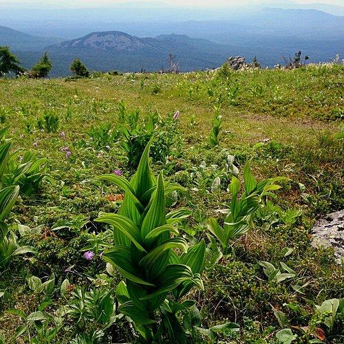 Горная тундра